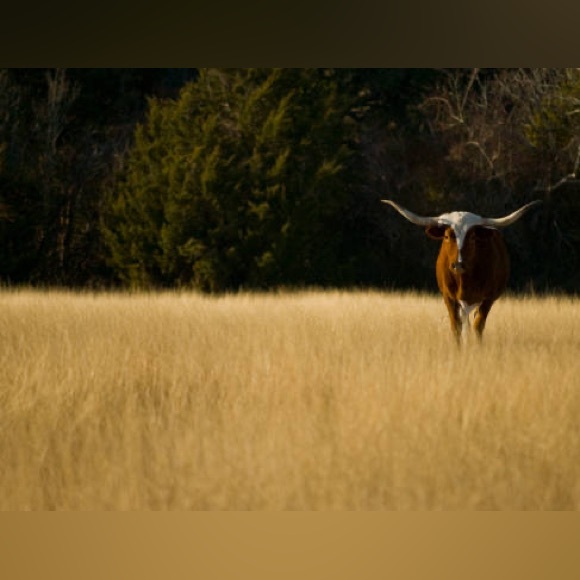 🌿Meet & Greet🌿 - Picture 7 of 14